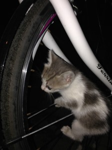 Kitten