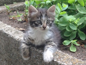 Kitten