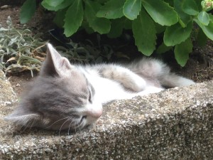 Kitten