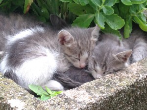 Kittens