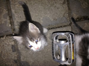 Kittens